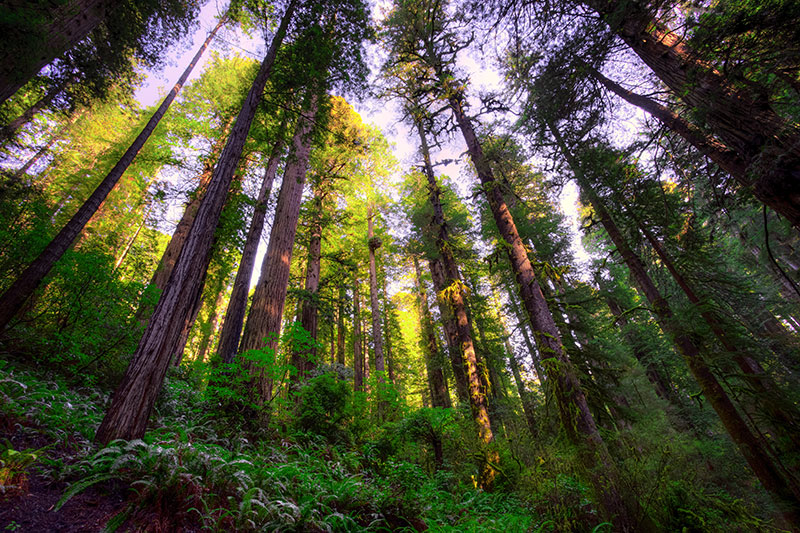 forestal